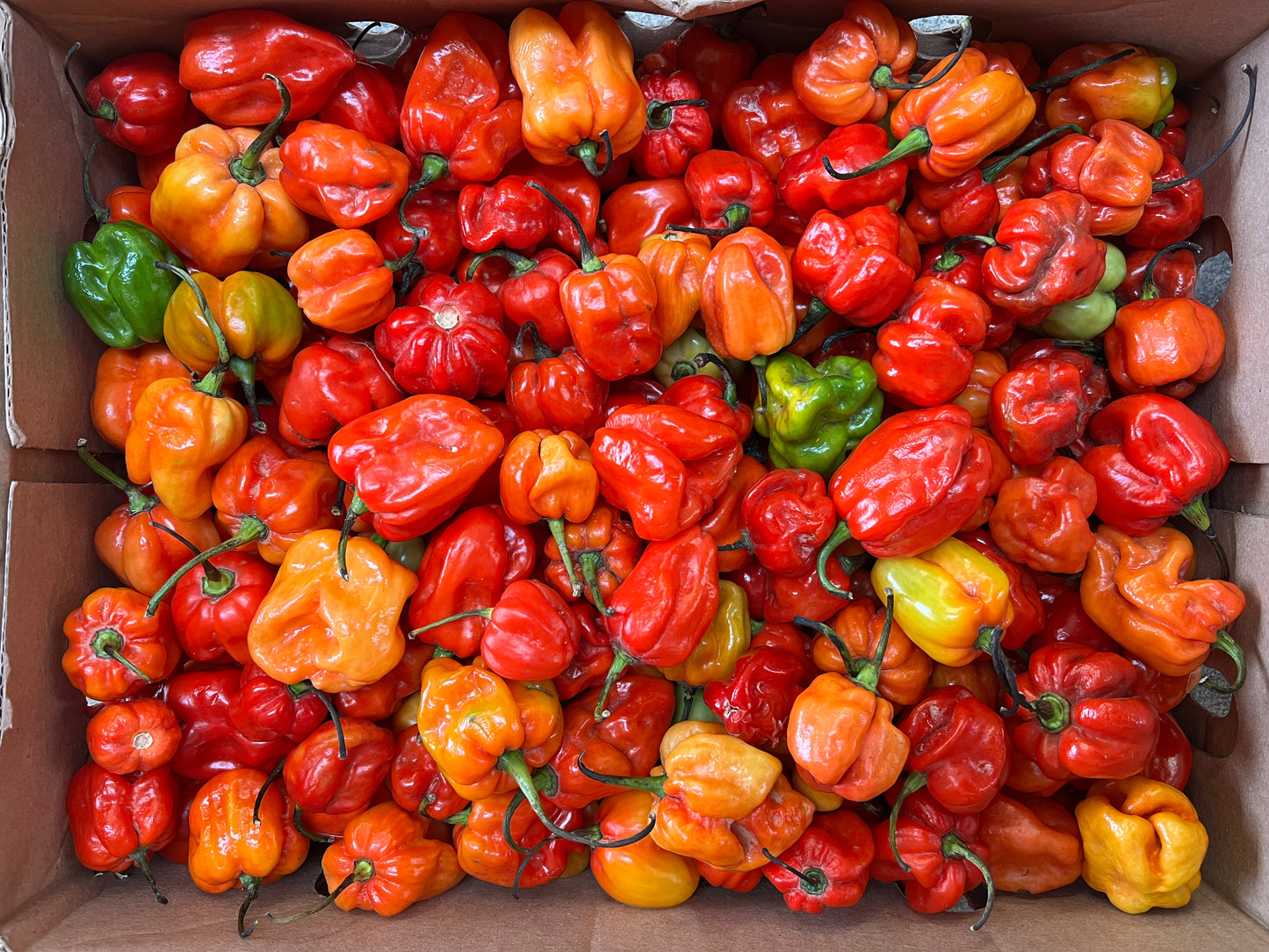 Chilli Peppers / Rodo
