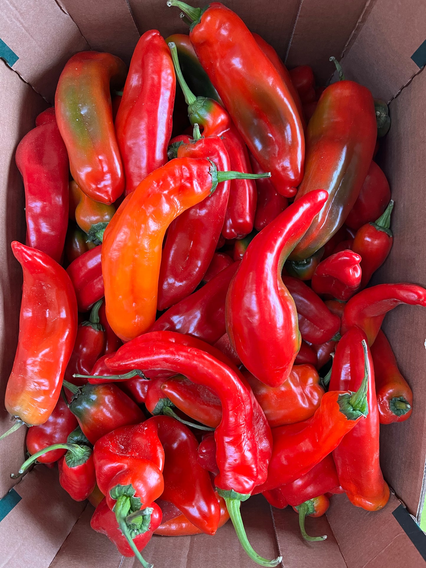 Long Peppers / Tatashe